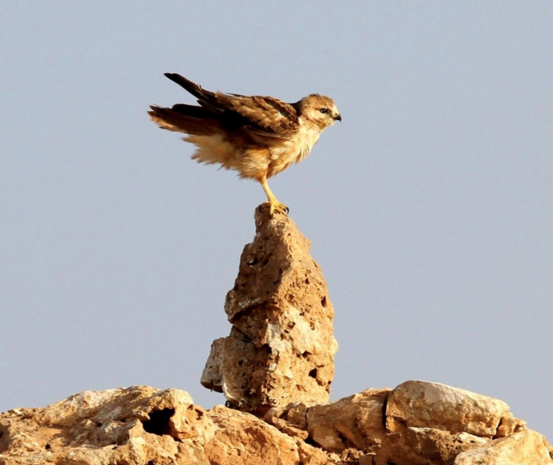 image Atlas Long-legged Buzzard
